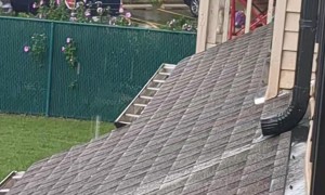 Neighbor Pup Licks The Rain