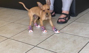Chihuahua Dances In New Kicks