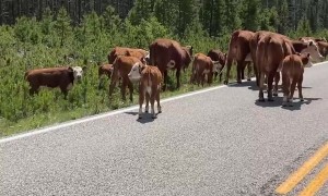 Caught In Montana Cattle Drive