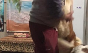 No Such Thing as Too Much Love... or Dogs