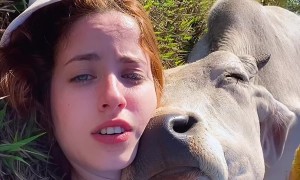 Ox Thinks He's a Lap Dog