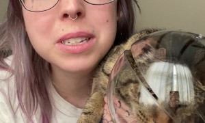 Helmet Helps With Clipping a Spicy Kitty’s Nails