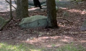 Bear Cub Plays On Hammock With Mom Nearby