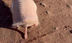 Encounter With a Rare Pink Fairy Armadillo