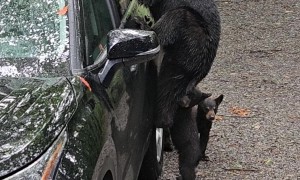 An Unconventional Method of Deterring Bears