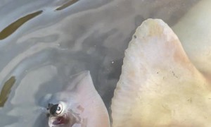 Stingray Gives Birth To Live Pups
