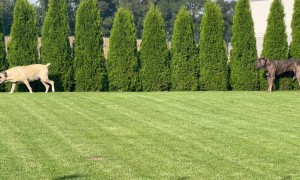 Guard Dogs in the Bushes