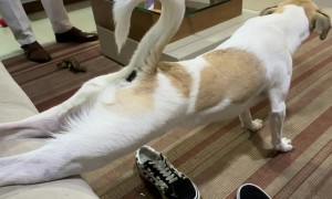 Dog Takes a Leak On Mom's Shoes