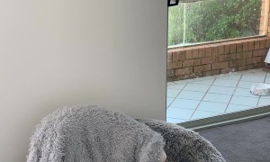 Bulldog In Winter Camouflage Mode