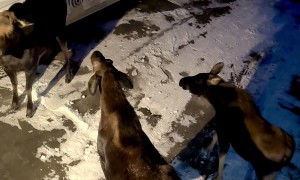 Two Female Moose Fight Over Territory