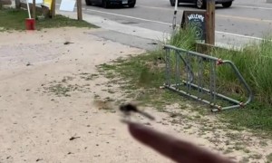 Thousands of Dragonflies Swarm Rhode Island Beach