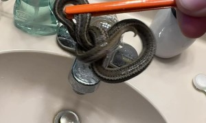 Found a Snake in My Bathroom Sink