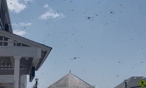 Dragonfly Migration in Rhode Island