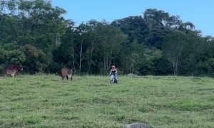 Cow Chases After Woman on Motorbike