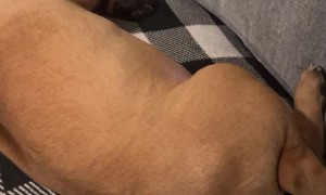 The Most Tired Puppy