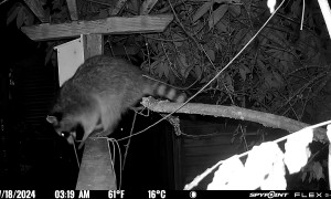 Raccoon Unties Rope and Moves It Out of the Way