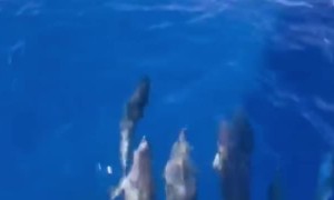Dolphins Swim In Front of Ship's Bow