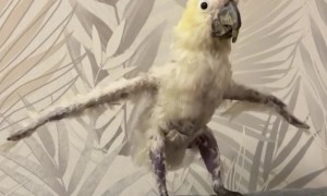 Cockatoo Stretches His Wings