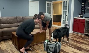 Golden Retriever Puppy Meets His New Brother