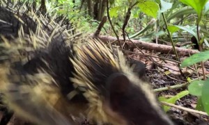 Lowland Streaked Tenrec Makes Rare Stridulation Sounds