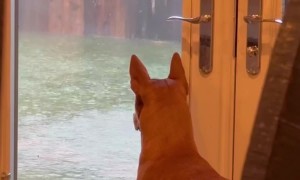 Dog Startled By Power Outage