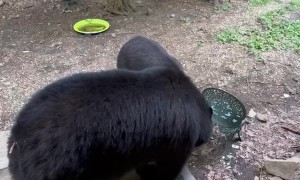 Black Bear Vocally Protects Her Territory