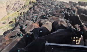 A Moo'ving RV Experience