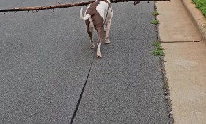 Dog Carries Big Stick on Walk