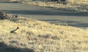 Biker Rescues 10 Baby Ducks Stuck on the Road