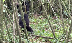 Baby Mountain Gorilla Makes Himself Dizzy
