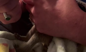 Bottle-Feeding a Baby Raccoon