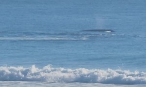 Whales Close To Snapper Rocks Shore
