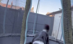 Border Collie Bounces on Trampoline