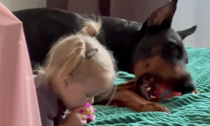 Doberman And Daughter Chew On Toy Balls