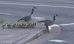 Canadian Goose Walk Chicks Across Freeway
