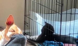 Caged Cat Plays With Sleeping Dog's Ear
