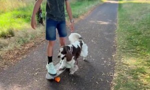 Spaniel Pushes Boy on Skateboard