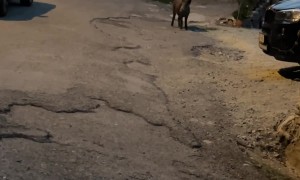 Woman Encounters Wild Boar on Street
