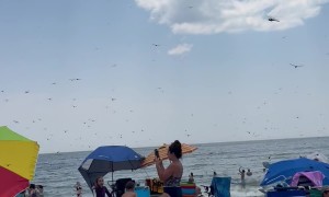 Dragonflies Swarm Rhode Island Beach