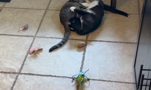 Cats Getting Up Close and Personal