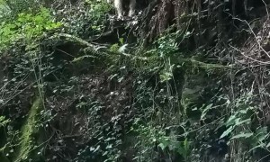 Samoyed Doesn't Stick The Landing