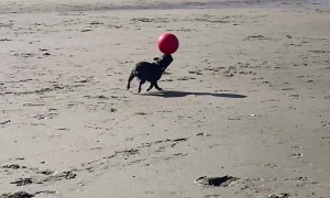 Beach-Loving Dog Balances Ball