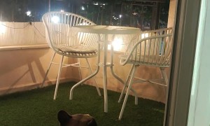 Frenchie Enjoys Fireworks