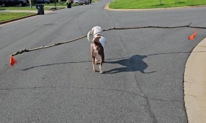 Smokey's Wide Load Stick Coming Through