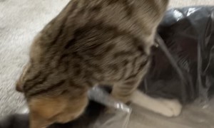 Cat Attempts To Suffocate Unwanted Brother