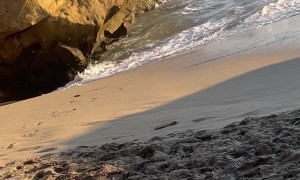 Dropped Jet Ski Passengers Get Warm Welcome To America