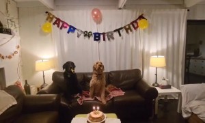 A Doggone Happy Birthday Celebration