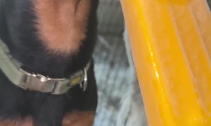 Dog Comically Rests Nose While Licking Ice Cream