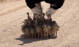 Somali Ostrich Chicks Take Shelter Under Their Dad