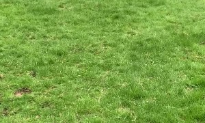 Australian Cattle Dog Herds Ball